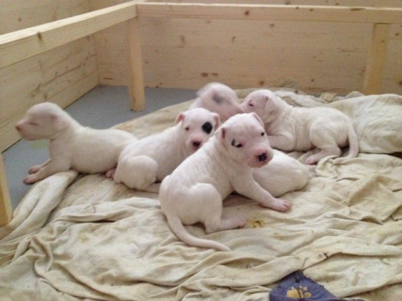 ALLEVAMENTO cuccioli dogoargentino