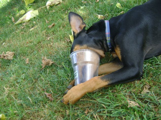 miko che cerca l'ultima goccia di birra =)