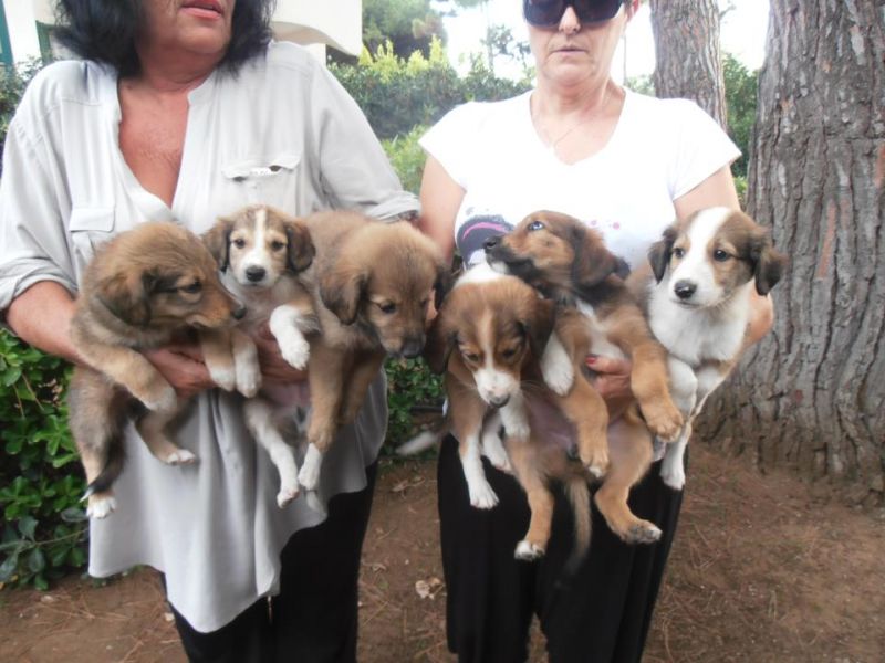 8 cuccioli in cerca di casa