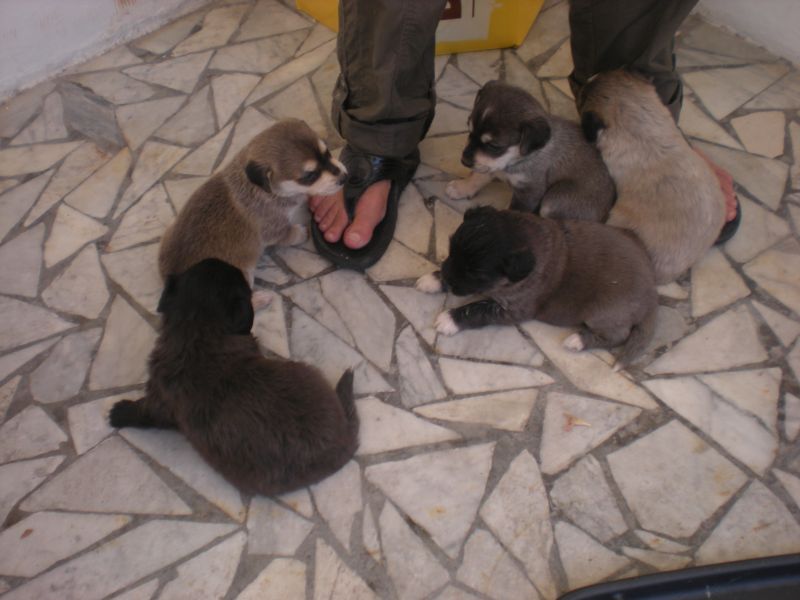 5 cuccioli cercano casa