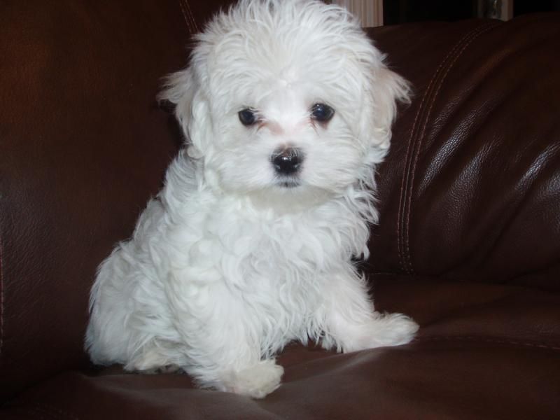 cuccioli di maltese