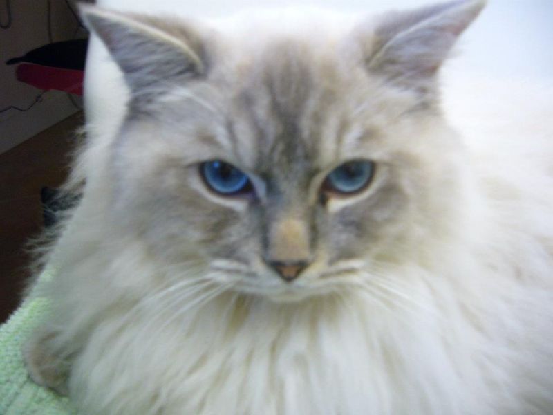 RAGDOLL CUCCIOLI