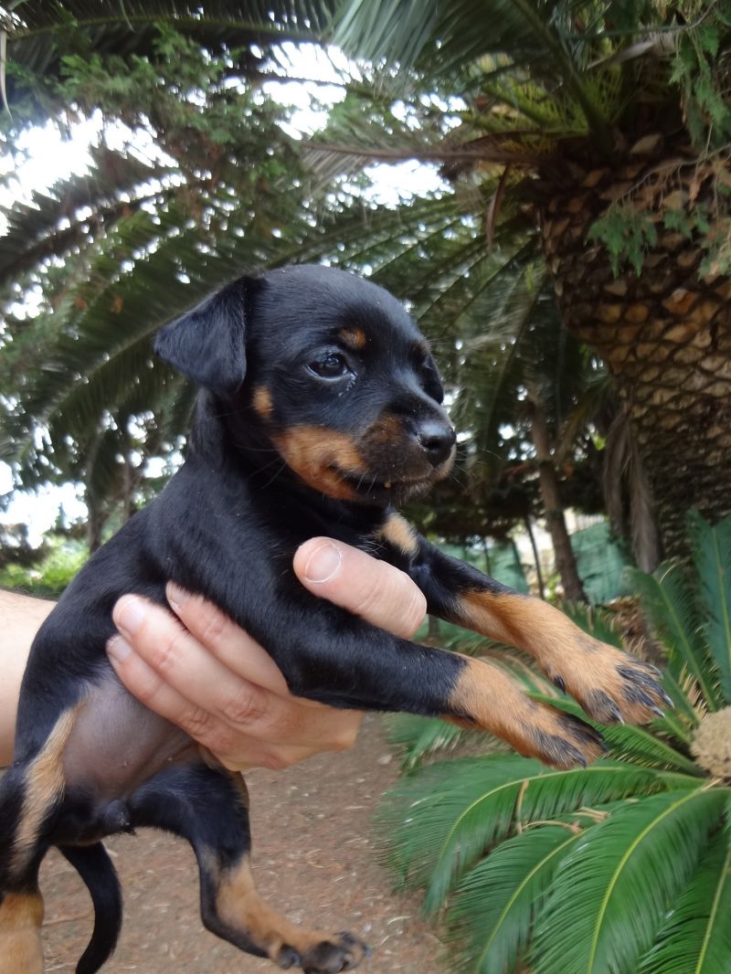 CERCO UN CUCCIOLO