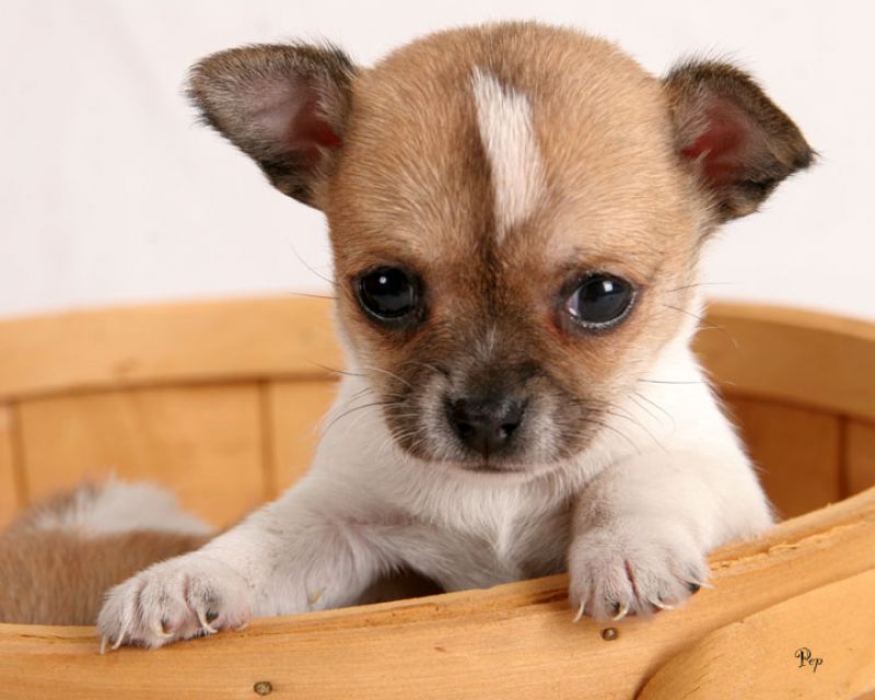 cerco cucciolo di chihuahua in regalo