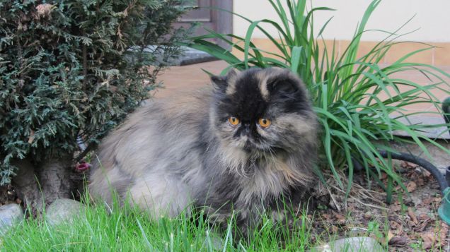 la principessa in giardino