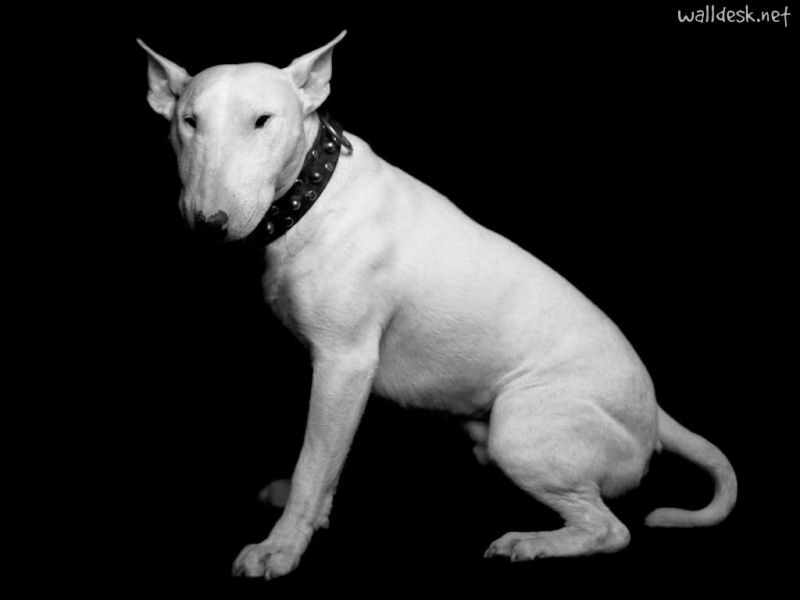 Cerco un cucciolo di bull terrier in regalo!!