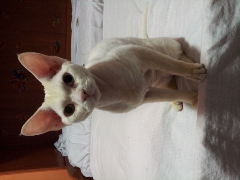 cercasi gatto devon rex