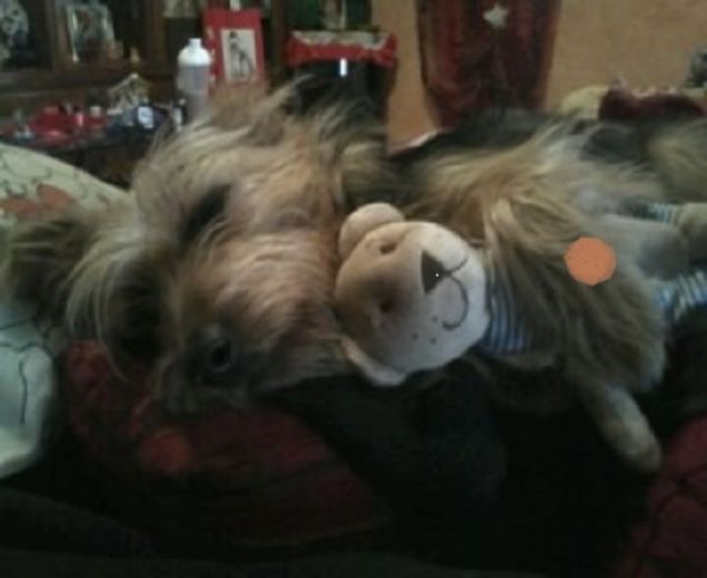 PISOLINO DI MILU' CON IL REGALINO DI BABBO NATALE