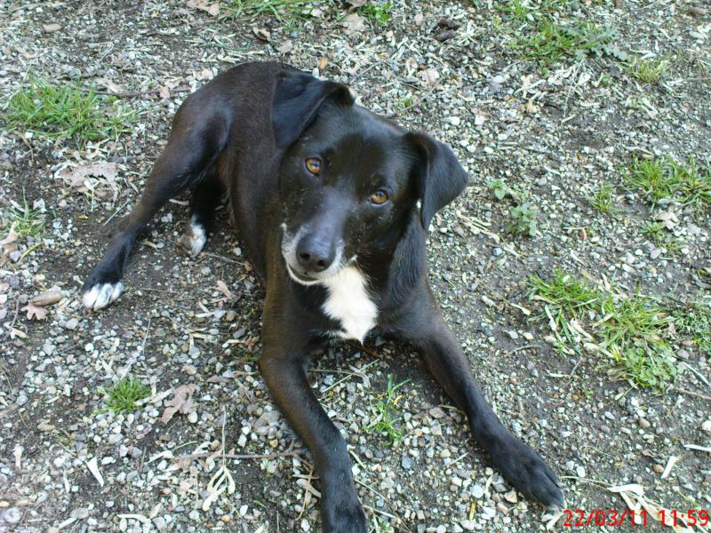 ROBY DOLCISSIMO CAGNOLINO SOLO X DOLCISSIMI PADRON