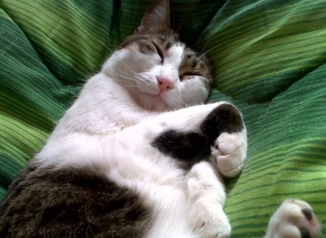 Buonanotte amore mio miao!!!