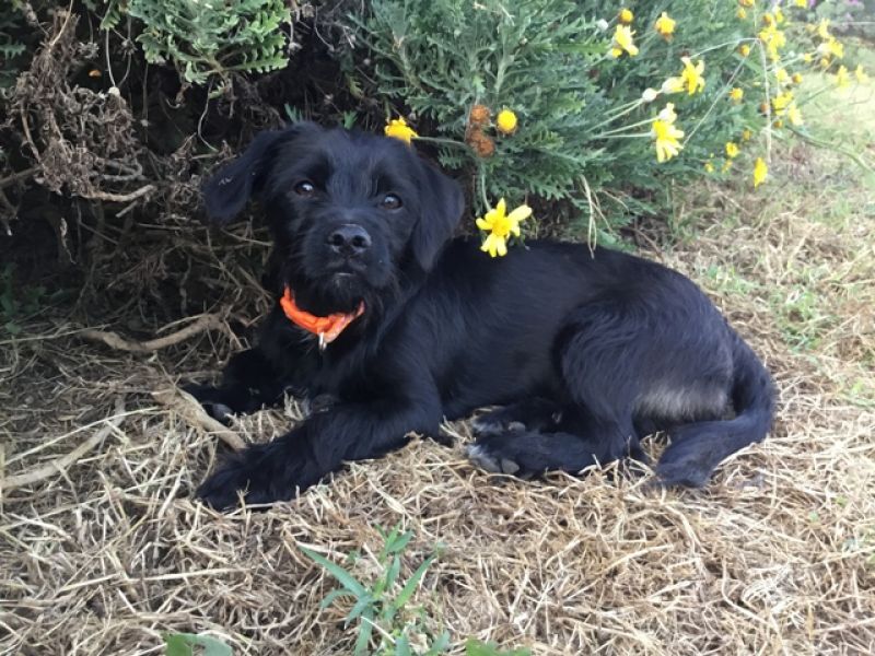 Demo, cucciolino pikola tg dolcissimo aspetta una famiglia