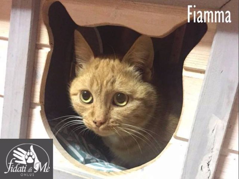 Fiamma, bellissima gattina rossa aspetta una famiglia