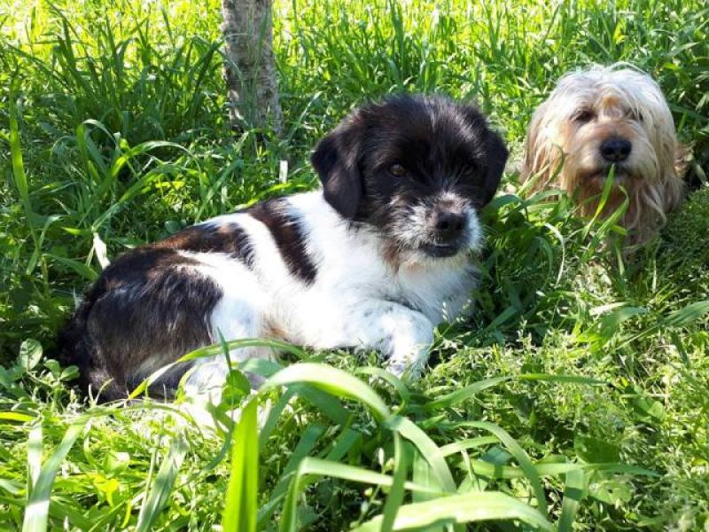 Toby, uno scicciolino buonissimo 6kg  aspetta casa