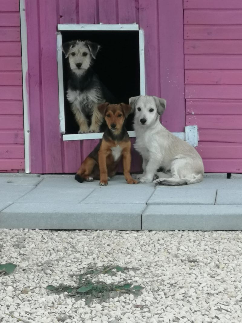 tre fratellini pikola tg aspettano casa