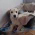 Leo, cucciolo di taglia piccola aspetta una famiglia