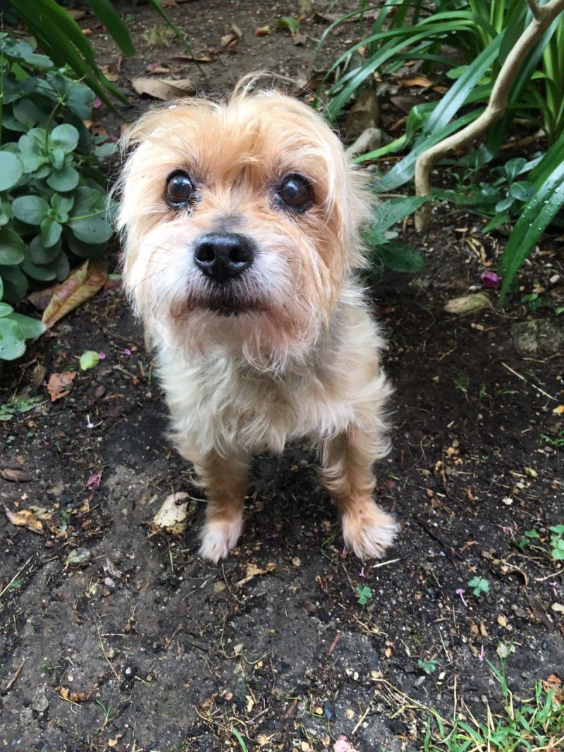 Lucky, fortunato di nome ma non di fatto yorkino cerca casa