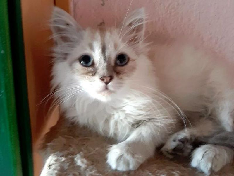 Thalia 3mesi gattina dolcissima aspetta una famiglia
