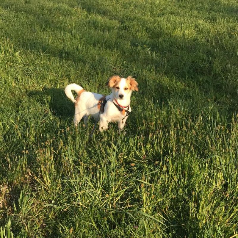 Buddy, cucciolo pikola tg aspetta una famiglia