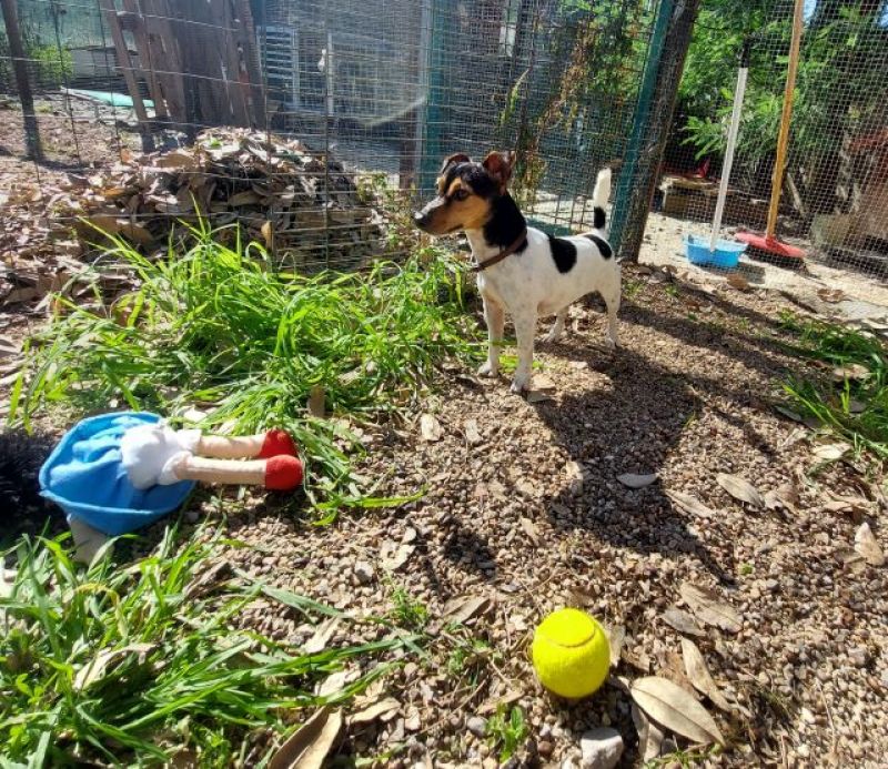 Pr.MI  Jack Russel di un anno aspetta una famiglia