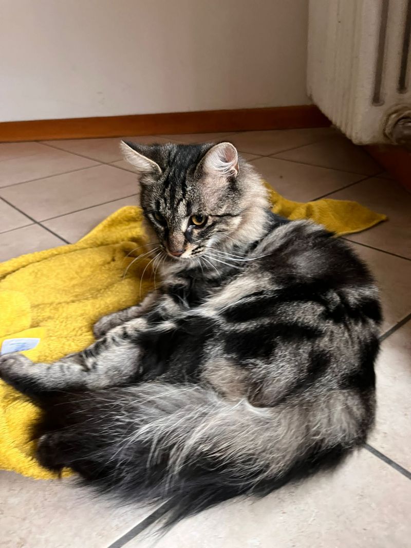 Filippo, simil maine coon aspetta una famiglia