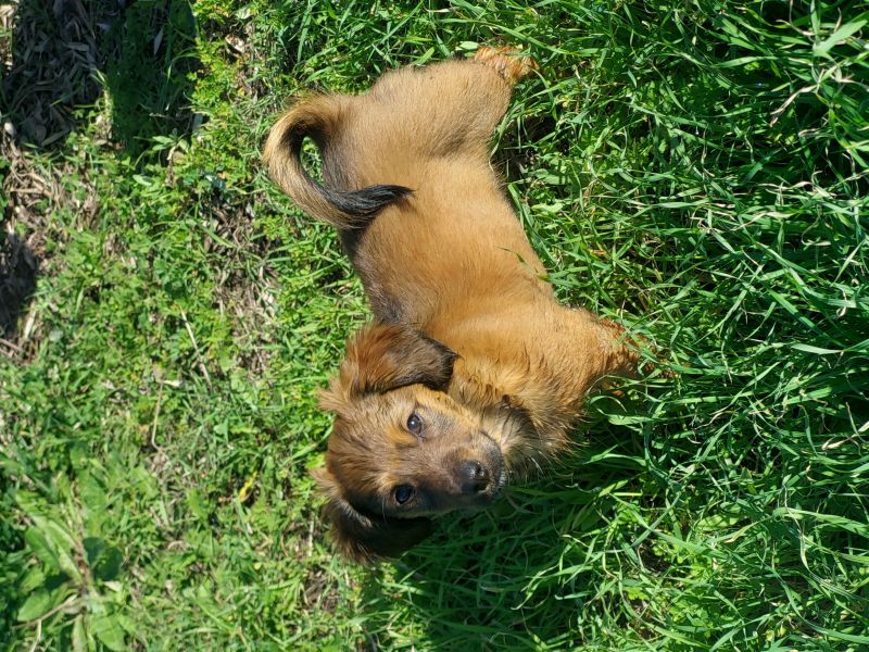 Jodino, dolce cucciolino piccola tg aspetta una casa