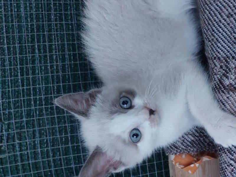 Milky e Rambo, micini dolcissimi, aspettano una famiglia