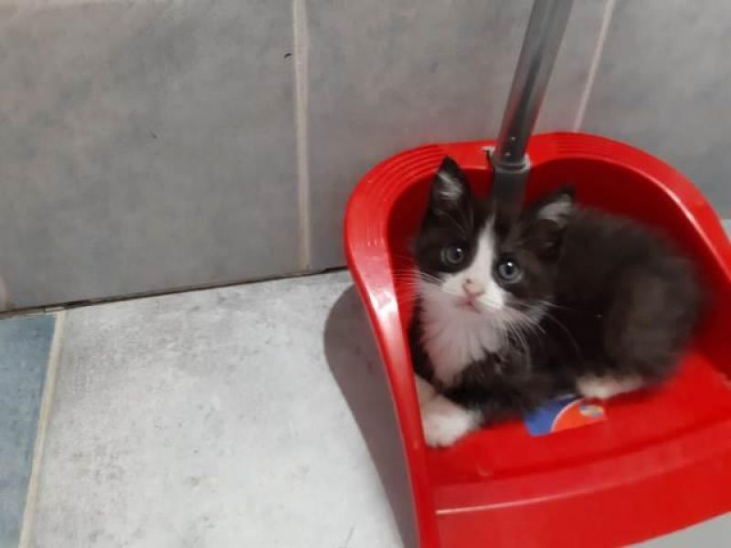 Thess, micina adorabile, 3ms aspetta una famiglia
