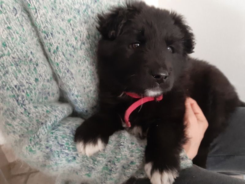 Yuppi, cucciolino buonissimo, aspetta una famiglia
