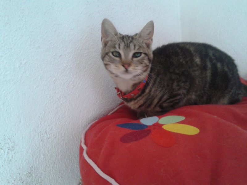 Julien, gattina di soli 3 mesi aspetta una famiglia