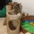 BRICKY GATTINA SUPERCOCCOLONA 4 MESI