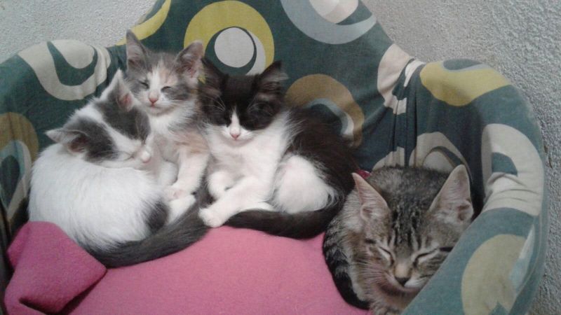 chino chimberly chiuffetto