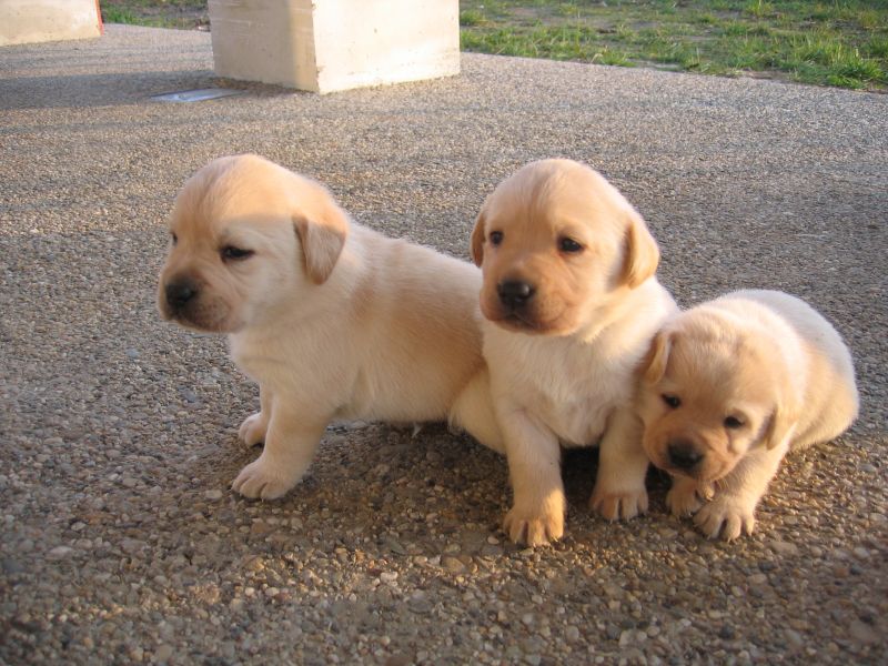 Cucciolo labrador o golden retriever