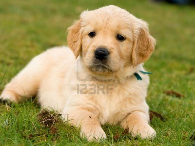 cerco: CUCCIOLO DI GOLDEN RETRIEVER