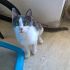 NEMO GATTINO DI 8 MESI CERCA CASA