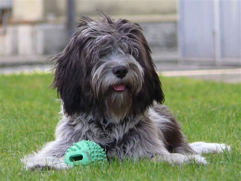 cucciolo di schapendoes