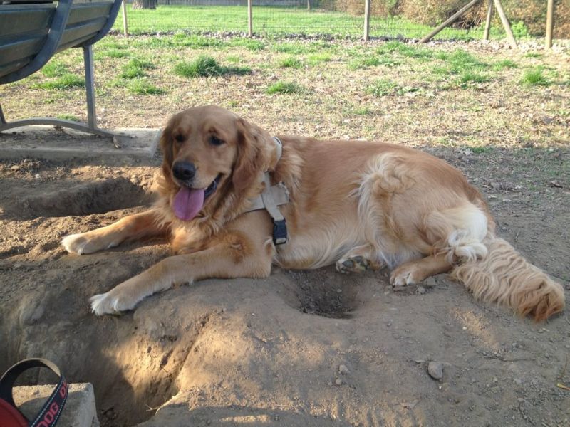 CERCASI GOLDEN RETRIEVER MASCHIO