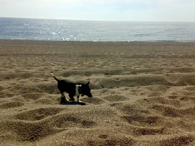 Spillo in spiaggia