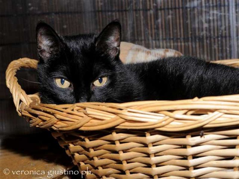 ADOTTATA_Pupa, splendida gatta nera, abbandonata davanti al gattile