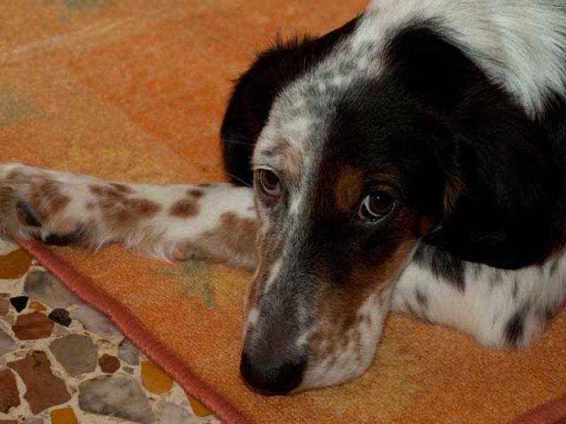 ADOTTATO_Ray splendido cucciolo simil setter