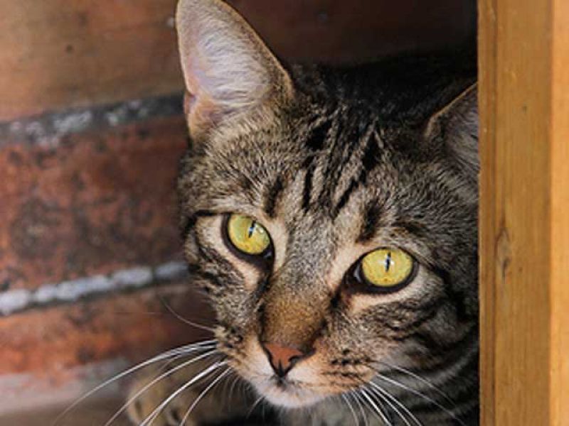 Fusillo, splendido soriano, è 2 anni che aspetta che qualcuno si accorga di lui