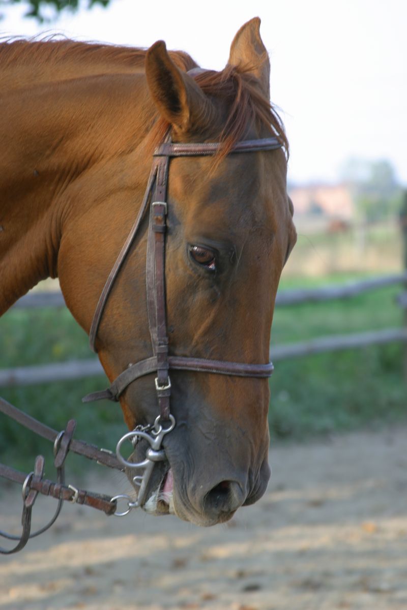 Regalo Cavallo