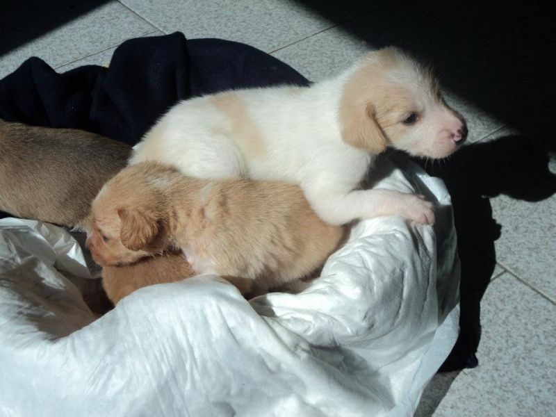 cerco una casa per questi 4 teneri cuccioli!