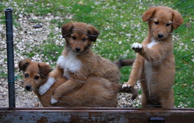 Magnifici cuccioli meticci