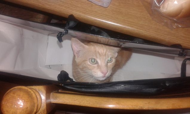 La borsa è mia..miao!