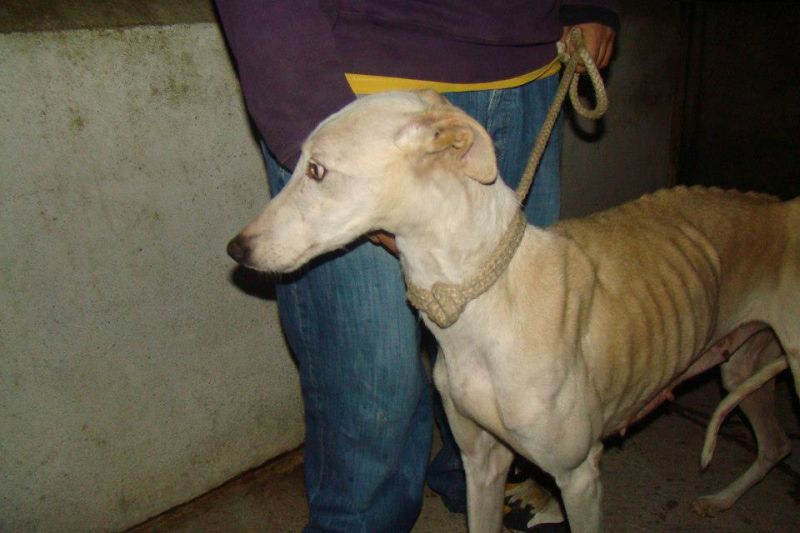 Sofia - Galgo spagnolo (levriero) in adozione