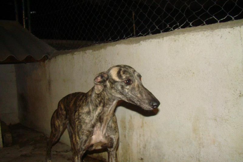 Luna - Galgo spagnolo (levriero) in adozione