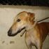 Camaron - Galgo spagnolo (levriero) in adozione