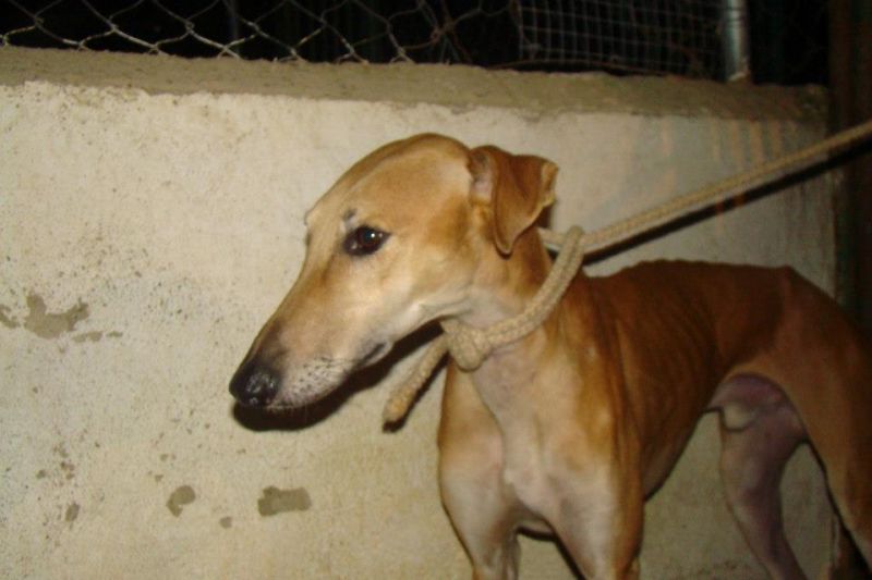 Camaron - Galgo spagnolo (levriero) in adozione