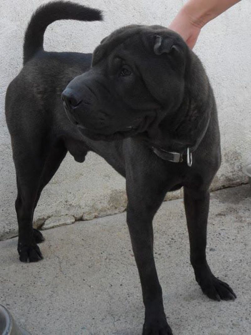 Strong - SHARPEI in regalo cerca famiglia in Italia