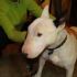 ASDGAR, Bull Terrier in regalo